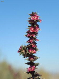 Campos de Venta Ceferino (Puerto Lumbreras)