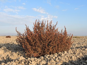 Campos de Venta Ceferino (Puerto Lumbreras)