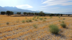 Campos de Moratalla