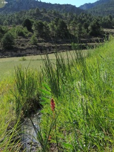 Fuente Mellinas (Moratalla)