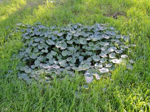 La Luz (El Valle)