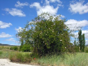 Campo de San Juan (Moratalla)