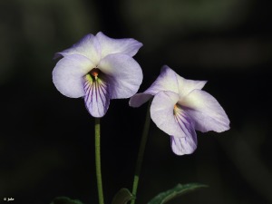 VIOLETA SILVESTRE. Viola arborescens [Violaceae] - Región de Murcia Digital