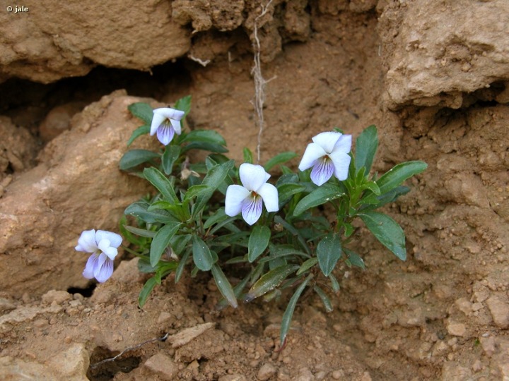 VIOLETA SILVESTRE. Viola arborescens [Violaceae] - Región de Murcia Digital