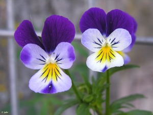 VIOLETA SILVESTRE. Viola arborescens [Violaceae] - Región de Murcia Digital