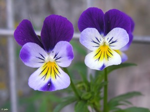 VIOLETA SILVESTRE. Viola arborescens [Violaceae] - Región de Murcia Digital