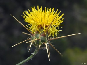 Sierra de la Fausilla (Cartagena)