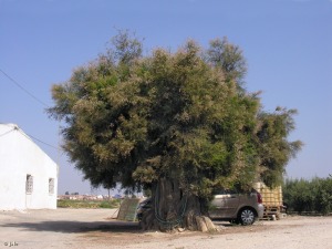 Los Galindos (paraje El Albardinal)