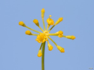 Hinojo Foeniculum Vulgare Umbeliferae Apiaceae Region De