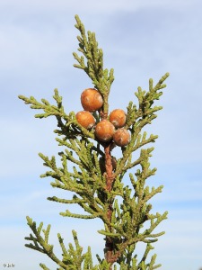 Pinar de Coterillo (San Pedro del Pinatar)