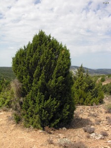 Molata de Charn (Moratalla)