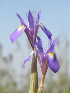 El Caarico (Alhama de Murcia)