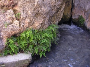 Fuente de las Tosquillas (Caravaca de la Cruz)