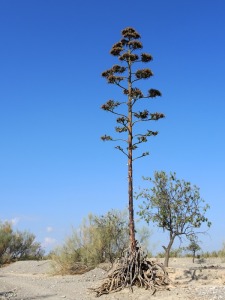 Nogalte (Puerto Lumbreras)