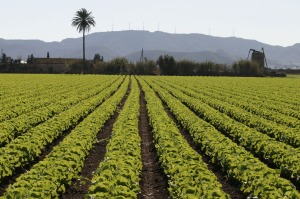 Campo de Cartagena