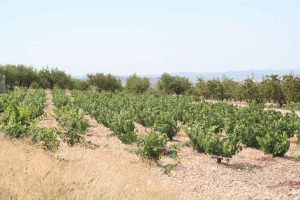 Viedos en Coy (Lorca) 