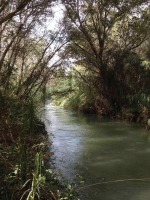 Tramo del ro Segura con abundante vegetacin de ribera