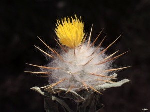 Singular capítulo (inflorescencia) subesférico y lanoso de la rara Centaurea eriophora