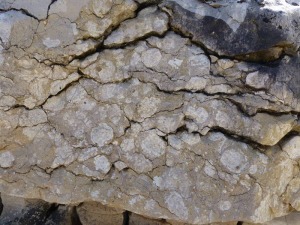 Detalle de rodolitos de algas, muy comunes en las areniscas miocenas de Hondares