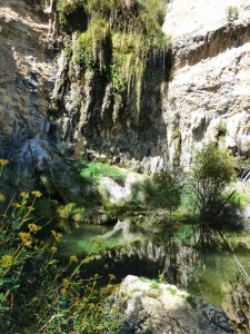 La primera cascada donde se estn formando travertinos por la precipitacin de la cal sobre la vegetacn.  