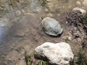 Los remansos de agua clara son el lugar donde los galpagos, las salamandras, la nutria... disfrutan de la geologa de Hondares. 