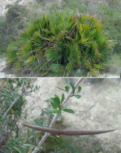 En la zona aparecen numerosas plantas protegidas.   