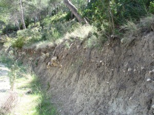 En Somogil los suelos bien desarrollados son muy comunes. Aquí suelos formados sobre margas marinas del Eoceno  