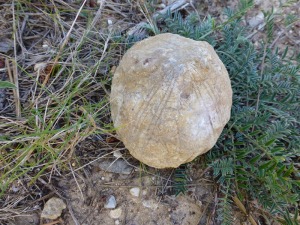 Aunque no son muy comunes a veces nos podemos encontrar fósiles de erizos. 