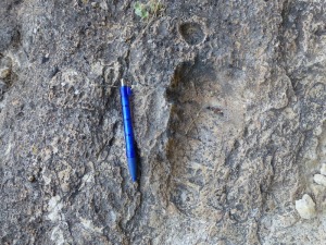 En las calizas eocenas de Somogil podemos deleitarnos con los fsiles de gasterpodos marinos gigantes  