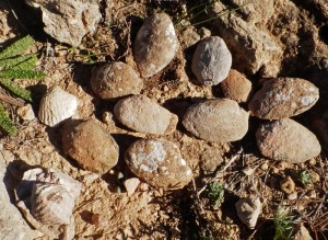 Detalle de los moldes de bivalvos localizados en las areniscas litorales 