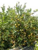 Limonero