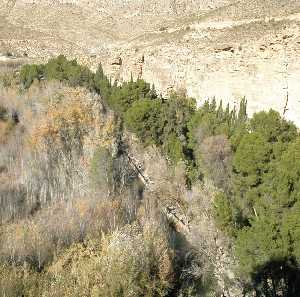 Bosque de Ribera en las Lomas de la Virgen