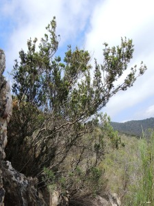 Loma de la Pinilla (Lomo de Bas)