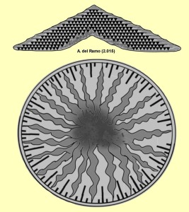 Orbitolina: Secciones axial (arriba) y transversal (abajo) de Orbitolina