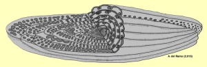 Alveolina: Secciones axial (en la vertical) y transversal (en la horizontal) de Alveolina