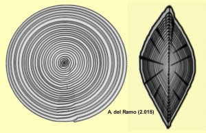 Nummulites: Secciones transversal (izquierda) y axial (derecha) de Nummulites