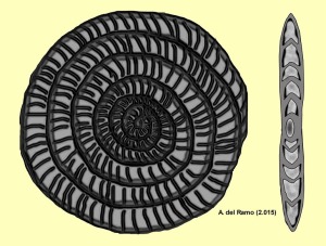 Assilina: Secciones transversal (izquierda) y axial (derecha) de Assilina.