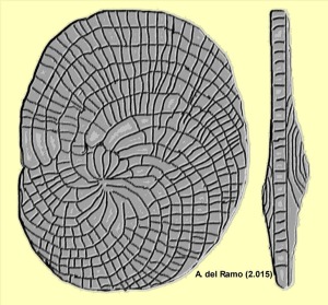 Heterostegina: Secciones transversal (izquierda) y axial (derecha) de Heterostegina