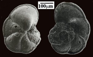Foraminífero planctónico del Tortoniense superior de Lorca: Globorotalia plesiotumida.