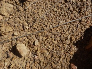 Margas arenosas con orbitolinas del Albiense  (Cretcico inferior) de la sierra de Sopalmo (Jumilla).