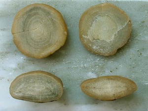 Secciones transversales (arriba) y axiales (abajo) de nummulites. Ejemplares del Aula de la Naturaleza del Rellano (Molina de Segura).