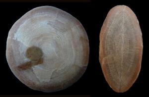 Secciones transversal (izquierda) y axial (derecha) de dos nummulites de Sierra Espua.