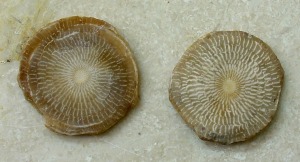 Ejemplares de assilinas del Aula de la Naturaleza del Rellano (Molina de Segura). Los ejemplares miden cerca de 3 cm.