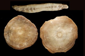 Assilinas del Eoceno de Sierra Espua. Arriba en seccin axial.