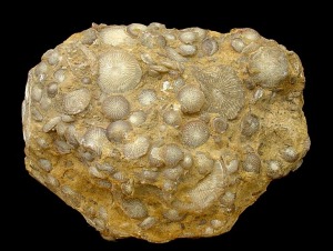 Caliza de assilinas del Eoceno de Sierra Espuña.