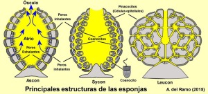 Organizacin del cuerpo de las esponjas: la ms simple es el ascon y la ms compleja el leucon