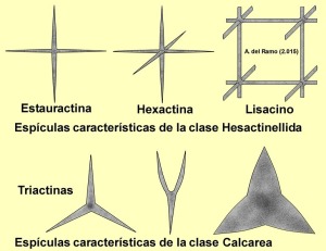 Esquema de los principales tipos de espculas grandes (megaescleras) que presentan las esponjas vtreas (hexactinellida) y las calcreas