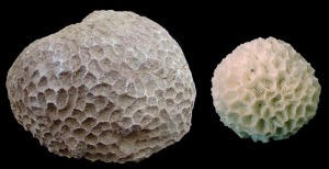 Comparacin entre un coral fsil (PLatygyra aff.) del Tortoniense de Murcia y un coral actual del Pacfico