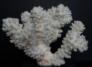 El gnero Acropora es, junto con Porites, el mayor bioconstructor de arrecifes actualmente.