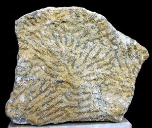 Caliza arrecifal originada por colonias de Diplogyra del Cretcico inferior de Jumilla